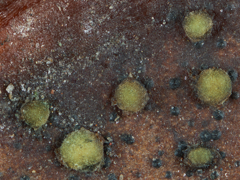 Trochila laurocerasi Trochila laurocerasi